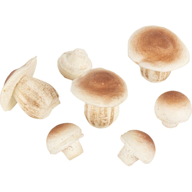 7 hongos musgo naturales 