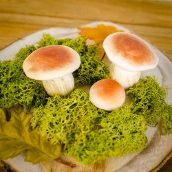 7 hongos musgo naturales. n4