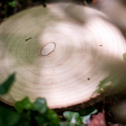 Tronco de madera - 25 cm. n6