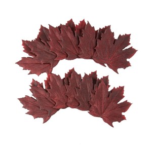 Juego de 12 hojas de arce moradas - 10,5 cm