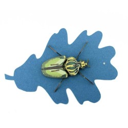 Trofeo de insectos - Globulus Giganticus. n3