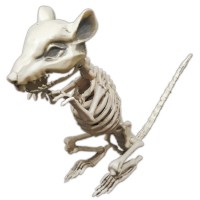 esqueleto de rata