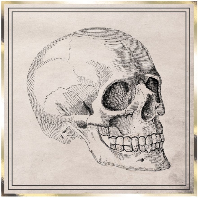 16 Servilletas calavera - Gabinete de Curiosidades 