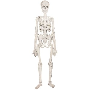 Esqueleto articulado - Gabinete de Curiosidades