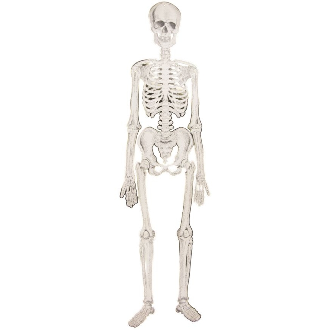 Esqueleto articulado - Gabinete de Curiosidades 