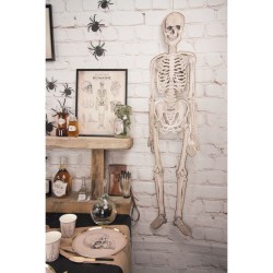 Esqueleto articulado - Gabinete de Curiosidades. n1
