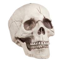Cráneo - Mandíbula Móvil