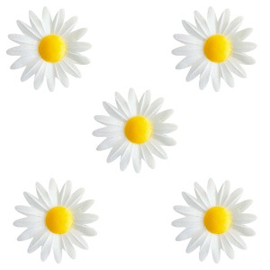 5 Pequeas Margaritas Blancas con Corazn Amarillo (4,5 cm) - Sin Levadura