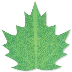 Juego de 6 hojas Azyme - Primavera. n6