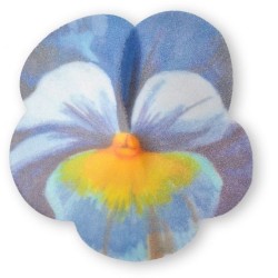 2 Pensamientos Grandes -  7 cm - Oblea. n2