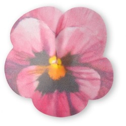 2 Pensamientos Grandes -  7 cm - Oblea. n3